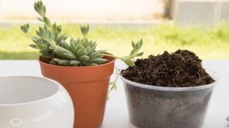 6 Best Soils For Succulents of 2026