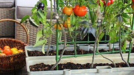 6 Best Planters For Tomatoes of 2026 
