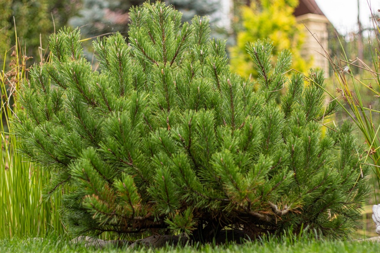 Landscaping Ideas for a Windy Location Landscaping Ideas for a Windy Location