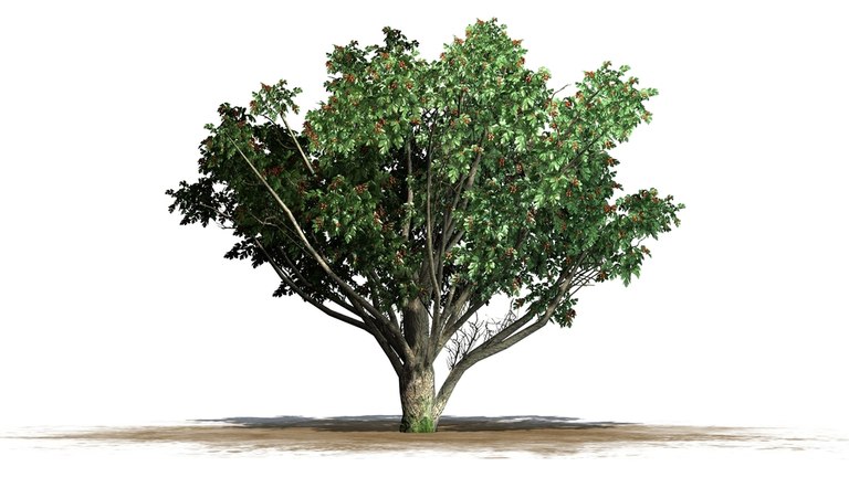 Landscaping Ideas for a Windy Location Landscaping Ideas for a Windy Location