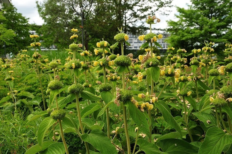 Landscaping Ideas for a Windy Location Landscaping Ideas for a Windy Location