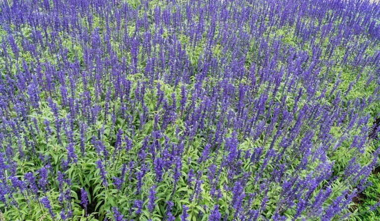 Landscaping Ideas for a Windy Location Landscaping Ideas for a Windy Location