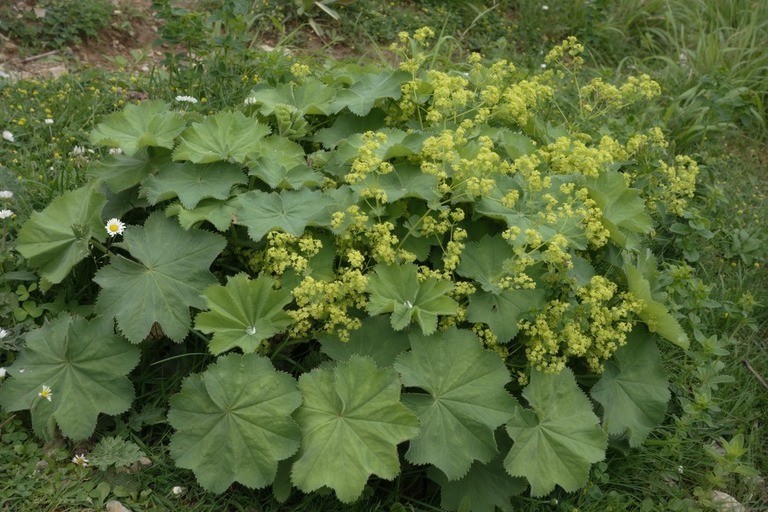 Landscaping Ideas for a Windy Location Landscaping Ideas for a Windy Location