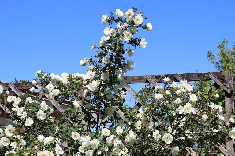 Landscaping Ideas for a Windy Location Landscaping Ideas for a Windy Location