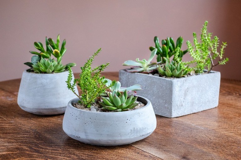 Creatively Stylish Ways to Decorate House with Succulents