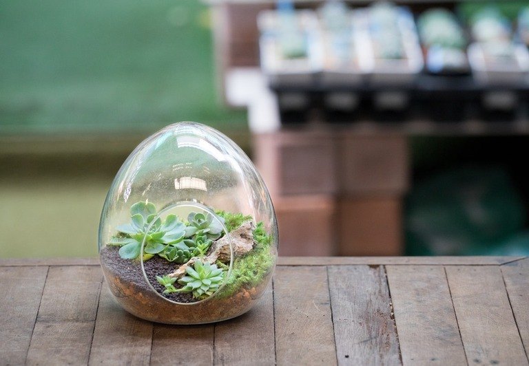 Creatively Stylish Ways to Decorate House with Succulents Creatively Stylish Ways to Decorate House with Succulents