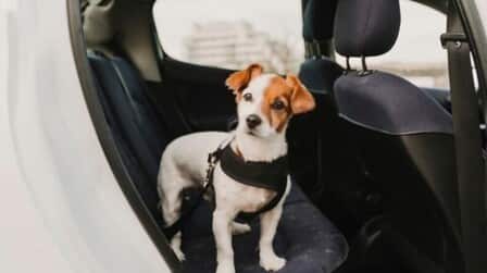 Most Comfortable Harness For Small Dogs of 2025: Top 8 Picks