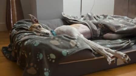 6 Most Comfortable Dog Beds For Large Dogs of 2025 6 Most Comfortable Dog Beds For Large Dogs of 2025