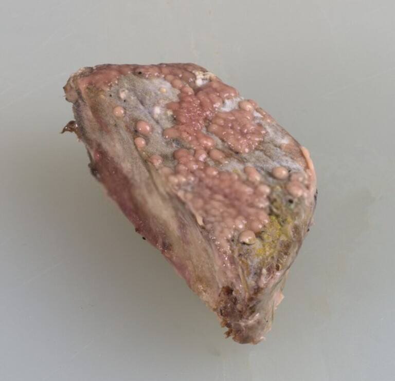 How to Tell if Steak is Bad, Gone off, or Spoiled