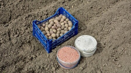 Best Organic Fertilizer For Sweet Potatoes of 2025: Top 4 Picks
