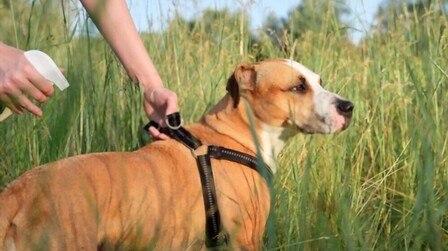 Most Effective Safe For Dogs Snake Repellent of 2025: Top 6 Picks