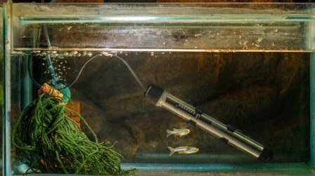 6 Most Reliable Aquarium Heaters of 2025