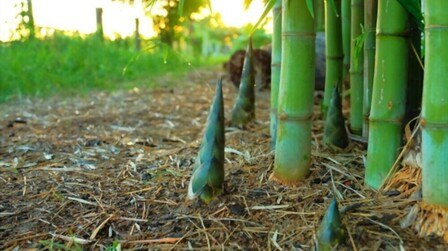 Best Fertilizer For Bamboo In Pots of 2025: Top 6 Picks
