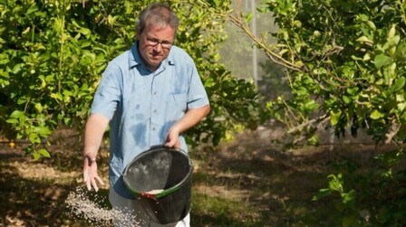 Best Fertilizer For Meyer Lemon Tree of 2025: Top 6 Picks