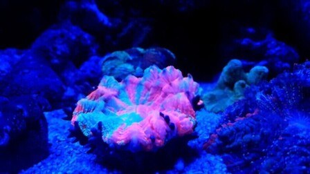 6 Best LED Lights For Reef Tanks of 2025
