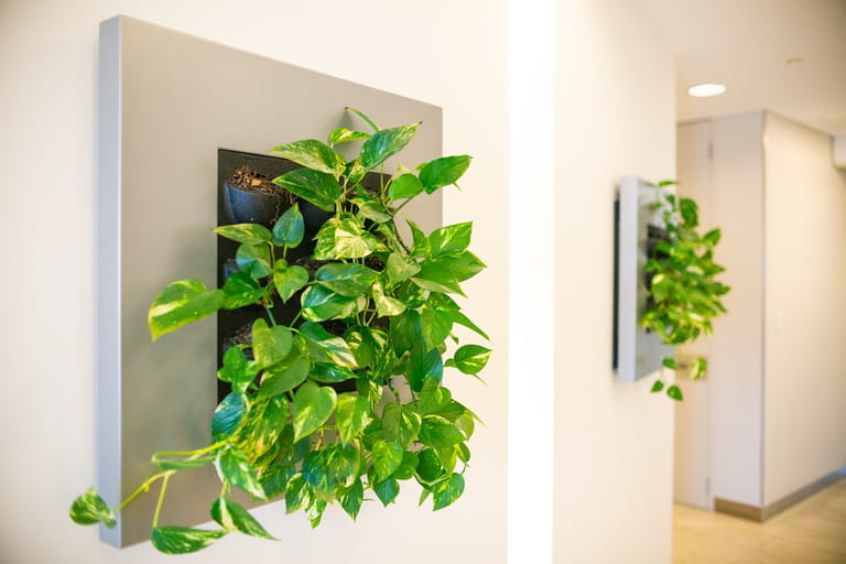 Pothos Perfection Elevating Indoor Spaces With Greenery