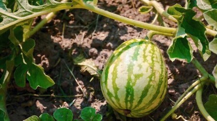Best Soil For Watermelon of 2025: Top 6 Picks
