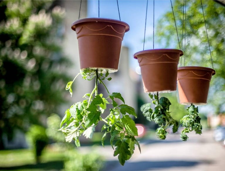 25 Vibrant Hanging Planter Ideas for Your Front Porch