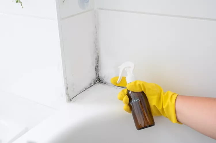 Stay Mold-Free: The Definitive Guide to Prevention Stay Mold-Free: The Definitive Guide to Prevention