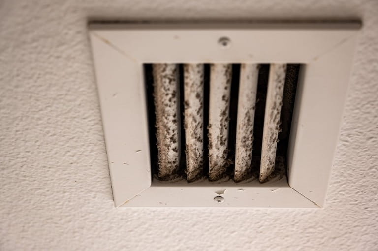 Stay Mold-Free: The Definitive Guide to Prevention Stay Mold-Free: The Definitive Guide to Prevention