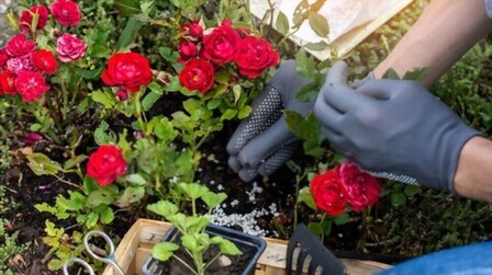 Best Organic Fertilizer For Roses of 2025: Top 6 Picks