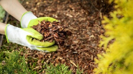 Best Mulch To Prevent Weeds And Bugs of 2025: Top 6 Picks