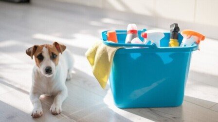 Best Enzymatic Cleaner For Dog Urine of 2025: Top 6 Picks