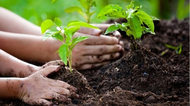 Gardening With Toddlers’ Activities