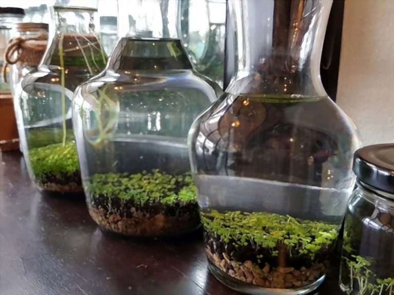 Decorating With Greenery Ideas - Tips For First-time Homeowners