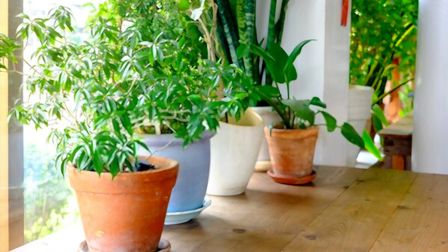 How Can I Purify The Air In My Home Naturally?