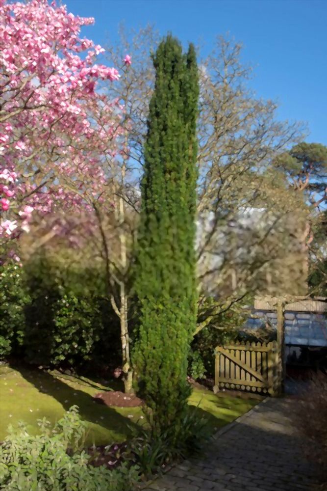 Simple Small Backyard Landscaping Ideas Simple Small Backyard Landscaping Ideas