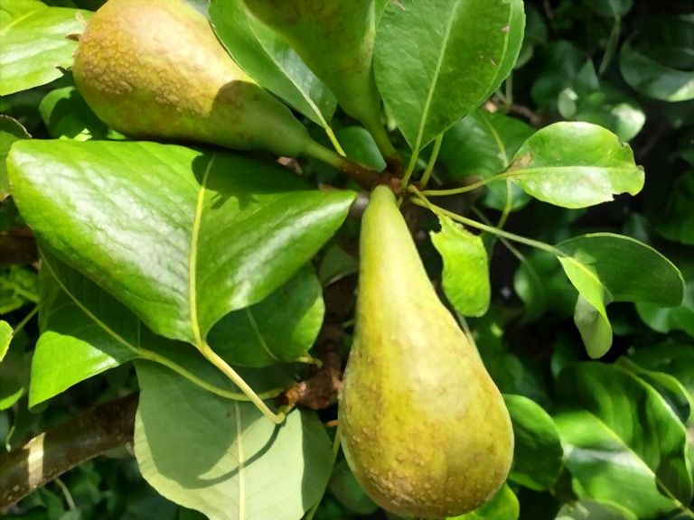 Simple Small Backyard Landscaping Ideas Simple Small Backyard Landscaping Ideas