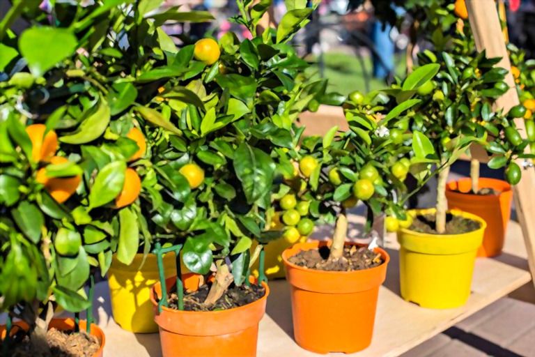 Simple Small Backyard Landscaping Ideas