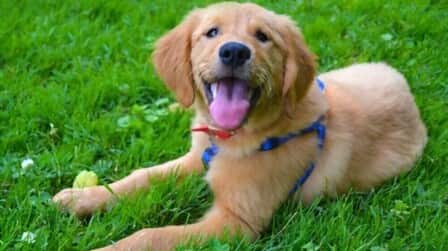 Best Wireless Dog Fence For 2 Dogs of 2025: Top 5 Picks