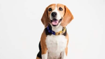 Best Wireless Dog Fence For Large Dogs of 2026: Top 5 Picks