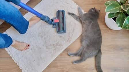 Best Small Carpet Cleaner For Pets of 2025: Top 6 Picks