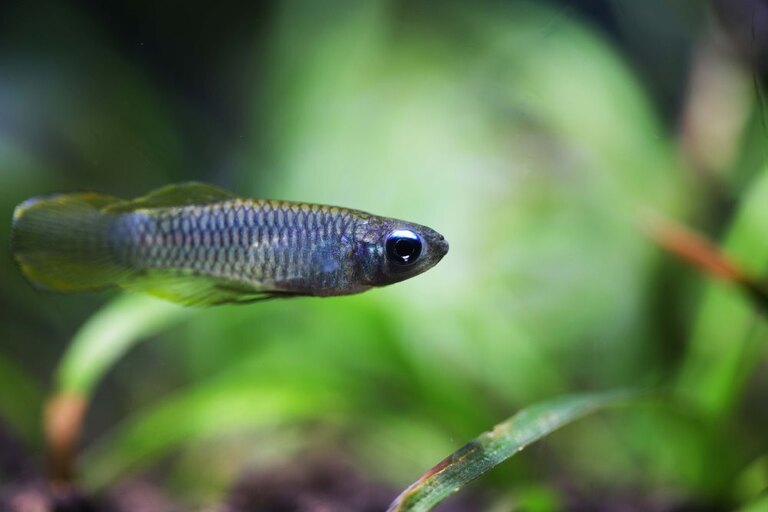 Best Fishes For Small Tank