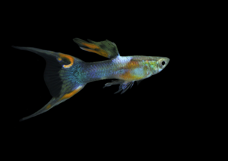 Best Fishes For Small Tank