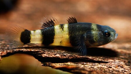 Best Fishes For Small Tank Best Fishes For Small Tank