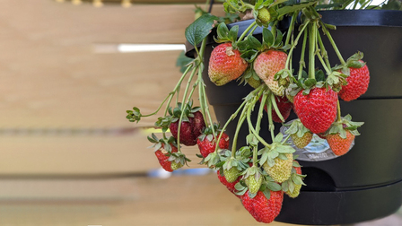 6 Best Strawberry Planters of 2026 6 Best Strawberry Planters of 2026