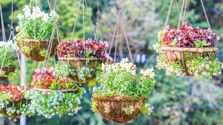 5 Best Hanging Baskets For Full Sun of 2026 5 Best Hanging Baskets For Full Sun of 2026
