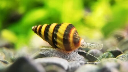 Best Freshwater Snails For Aquarium