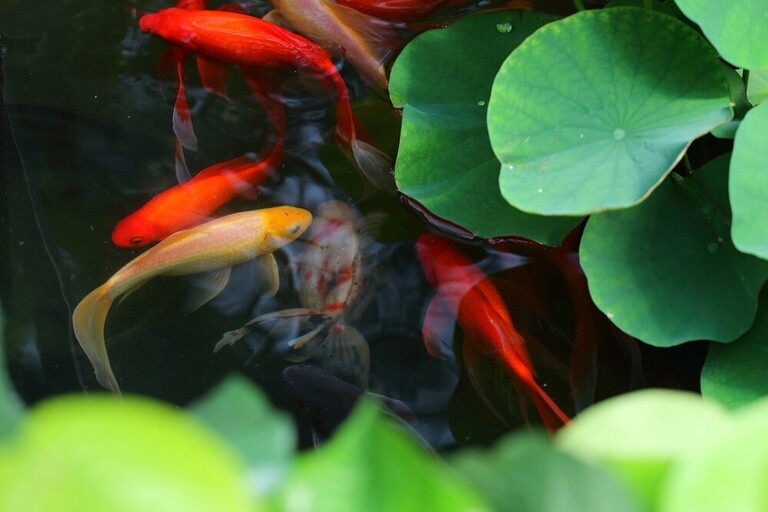 What Fish Can Live With Goldfish In A Pond? What Fish Can Live With Goldfish In A Pond?