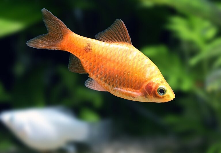 What Fish Can Live With Goldfish In A Pond? What Fish Can Live With Goldfish In A Pond?