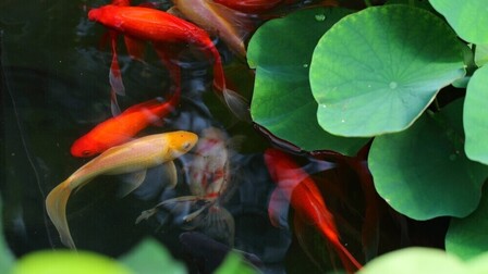 What Fish Can Live With Goldfish In A Pond? What Fish Can Live With Goldfish In A Pond?