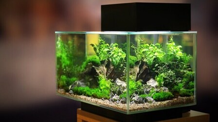 6 Best Goldfish Tanks of 2025