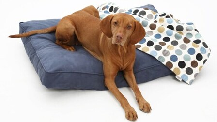 Best Outdoor Bedding for Dogs of 2026: Top 6 Picks
