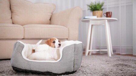 9 Most Durable Dog Beds of 2025