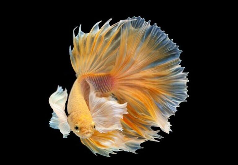 Why Do Betta Fish Fight and How to Stop Them? Why Do Betta Fish Fight and How to Stop Them?