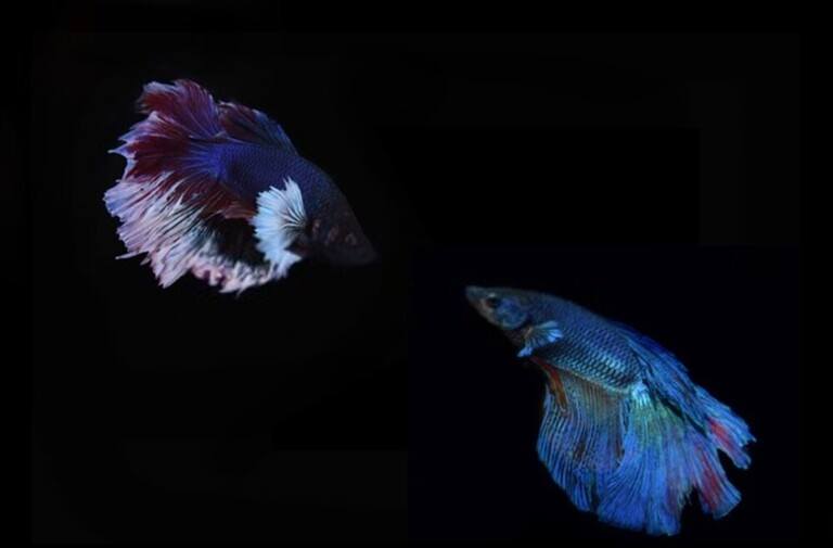 Why Do Betta Fish Fight and How to Stop Them? Why Do Betta Fish Fight and How to Stop Them?